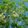 Moringa oleifera, l’albero del benessere