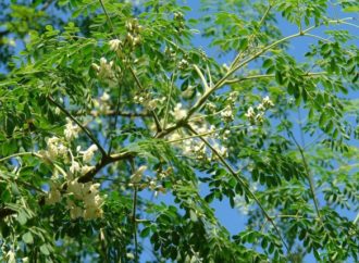 Moringa oleifera, l’albero del benessere