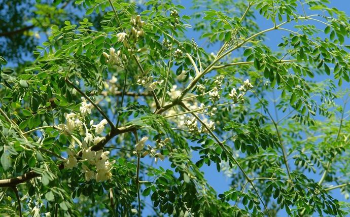 Moringa oleifera, l’albero del benessere