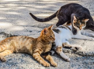 Nessun virus se gli animali sono controllati e vaccinati