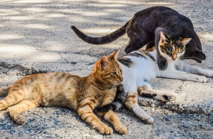 Nessun virus se gli animali sono controllati e vaccinati