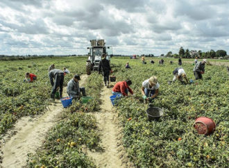 La prevenzione direttamente sui campi tra gli immigrati